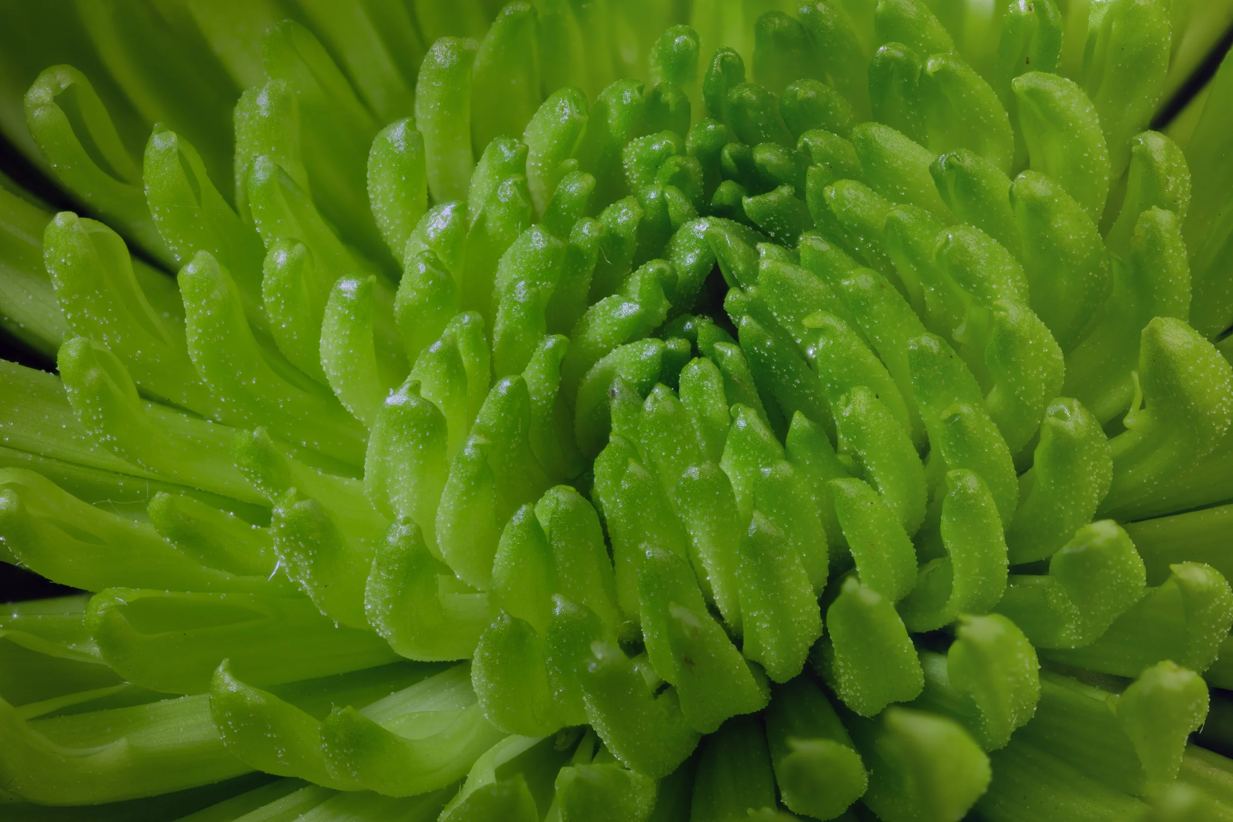 Macro photograph of green chrysanthemum petals with dense fine surface texture.