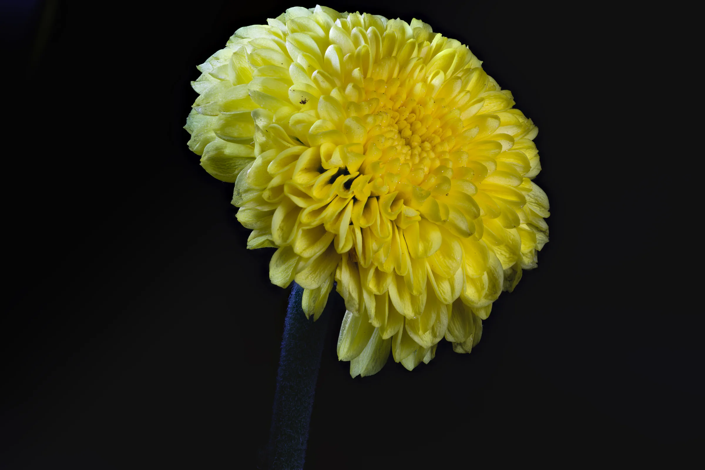 Macro photograph of a green flower interior forming a subtle spiral pattern.
