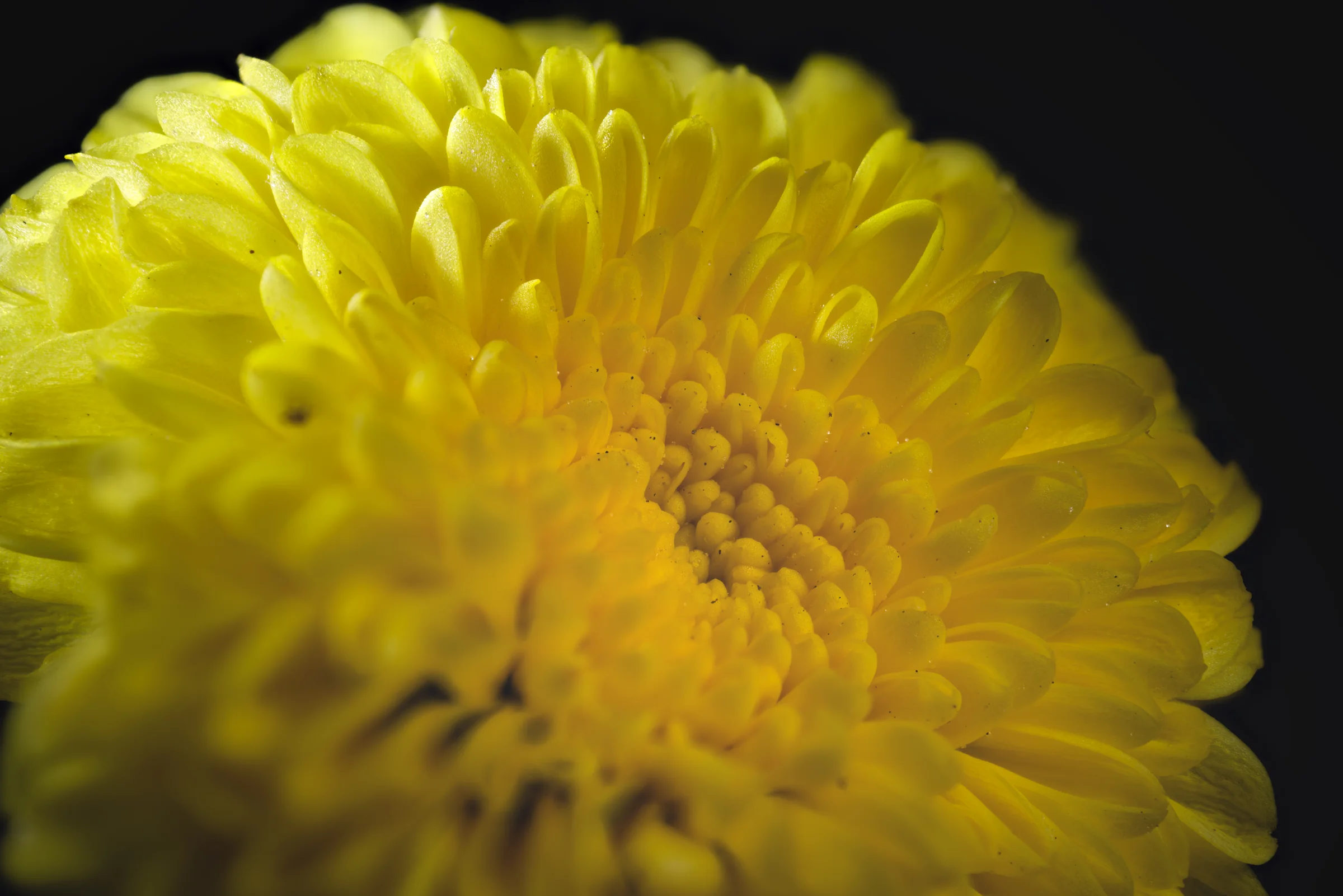 Macro photograph of green botanical ridges and textured interior surfaces.