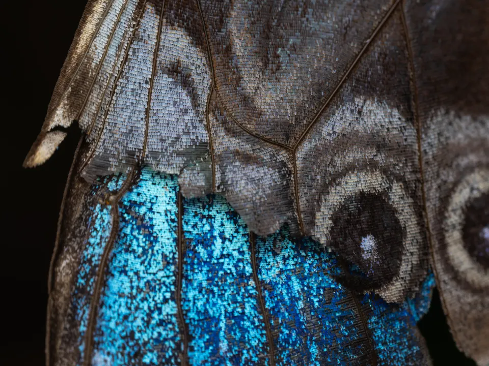 Ultra-macro photograph of blue iridescent wing scales under a dark veined surface.